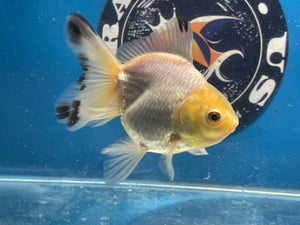 Thai Oranda White