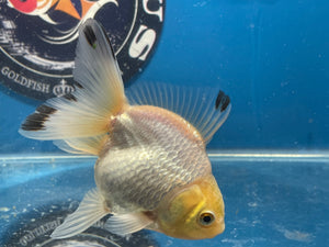 Thai Oranda White