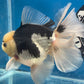 Thai Oranda Panda