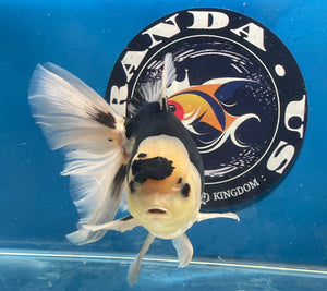 Thai Oranda Panda