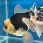 Thai Oranda Panda