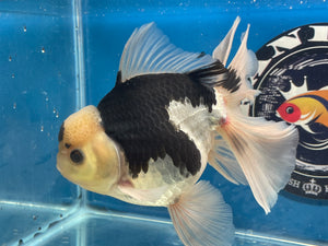 Thai Oranda Panda