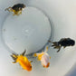 4 Babies Thai Oranda goldfish 2.1/2 inc