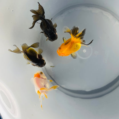 4 Babies Thai Oranda goldfish 2.1/2 inc