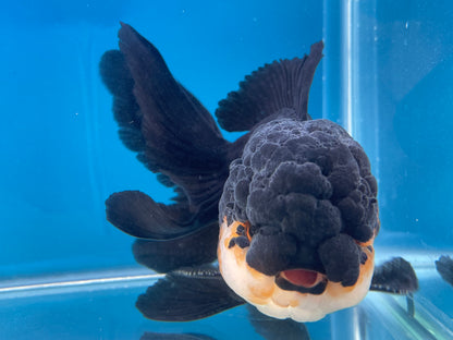 Thai Oranda Panda