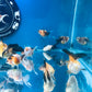 10 Babies Thai Oranda goldfish 1.75 inc