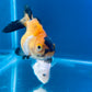 10 Babies Thai Oranda goldfish 1.75 inc