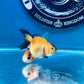 10 Babies Thai Oranda goldfish 1.75 inc