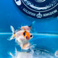 10 Babies Thai Oranda goldfish 1.75 inc