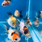 10 Babies Thai Oranda goldfish 1.75 inc