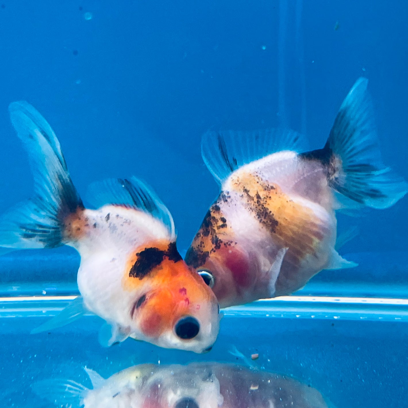 10 Babies Thai Oranda goldfish 1.75 inc