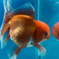 Thai oranda goldfish Two Live Fish ( F + M Pack 2 ) Size 4 + inches Juven