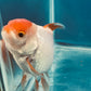 Thai oranda goldfish Two Live Fish ( F + M Pack 2 ) Size 4 + inches Juven