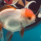 Thai oranda goldfish Two Live Fish ( F + M Pack 2 ) Size 4 + inches Juven