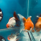 Thai oranda goldfish Two Live Fish ( F + M Pack 2 ) Size 4 + inches Juven