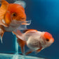 Thai oranda goldfish Two Live Fish ( F + M Pack 2 ) Size 4 + inches Juven