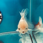 Thai oranda goldfish Two Live Fish ( F + M Pack 2 ) Size 4 + inches Juven