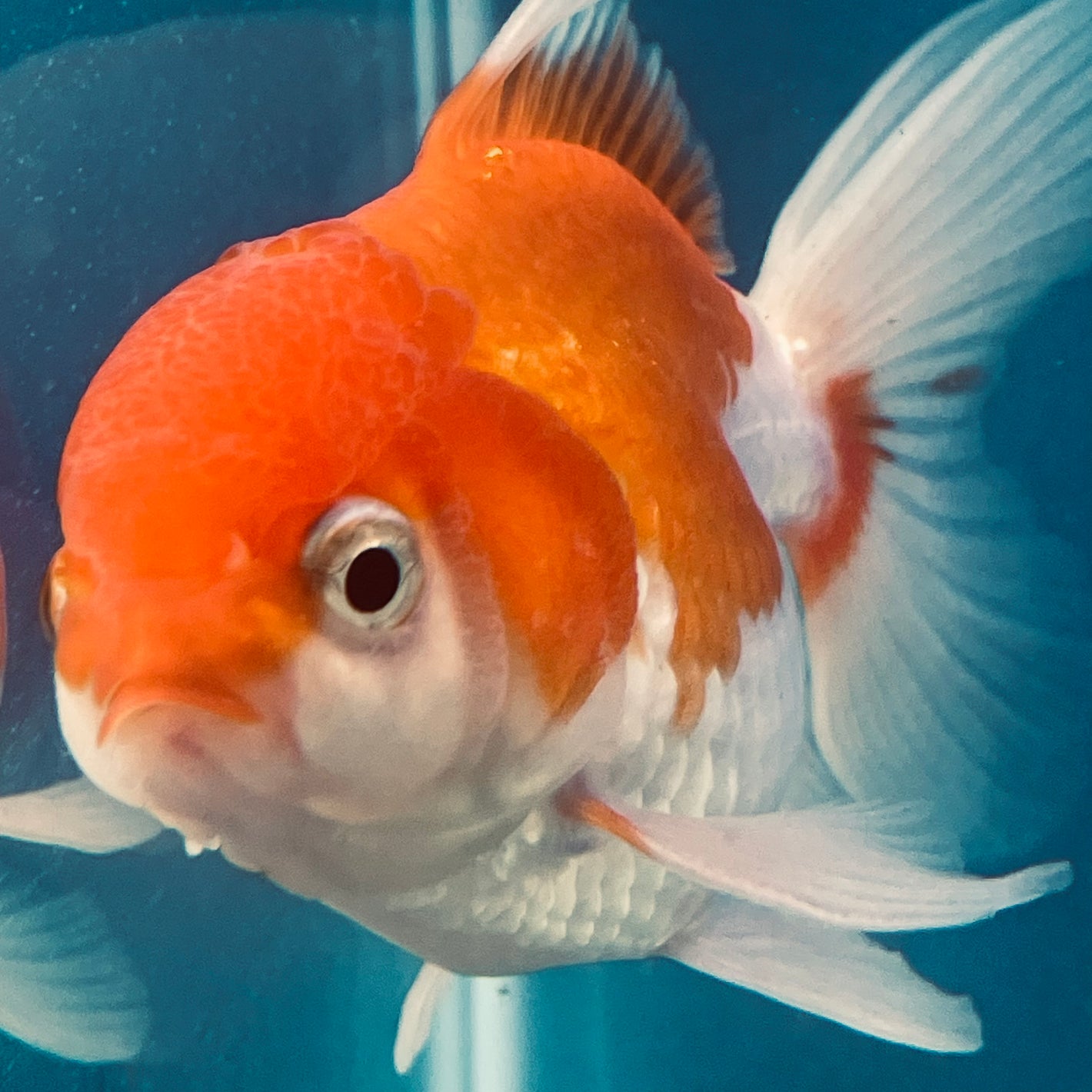 Thai oranda goldfish Two Live Fish ( F + M Pack 2 ) Size 4 + inches Juven