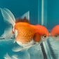 Thai oranda goldfish Two Live Fish ( F + M Pack 2 ) Size 4 + inches Juven