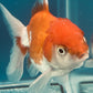 Thai oranda goldfish Two Live Fish ( F + M Pack 2 ) Size 4 + inches Juven