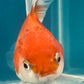 Thai oranda goldfish Two Live Fish ( F + M Pack 2 ) Size 4 + inches Juven