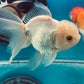 Thai oranda goldfish Two Live Fish ( F + M Pack 2 ) Size 4 + inches Juven