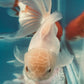 Thai oranda goldfish Two Live Fish ( F + M Pack 2 ) Size 4 + inches Juven