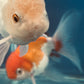 Thai oranda goldfish Two Live Fish ( F + M Pack 2 ) Size 4 + inches Juven