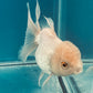 Thai oranda goldfish Two Live Fish ( F + M Pack 2 ) Size 4 + inches Juven