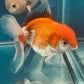 Thai oranda goldfish Two Live Fish ( F + M Pack 2 ) Size 4 + inches Juven