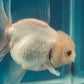 Thai oranda goldfish Two Live Fish ( F + M Pack 2 ) Size 4 + inches Juven