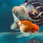 Thai oranda goldfish Two Live Fish ( F + M Pack 2 ) Size 4 + inches Juven