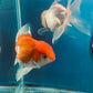 Thai oranda goldfish Two Live Fish ( F + M Pack 2 ) Size 4 + inches Juven