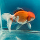 Thai oranda goldfish Two Live Fish ( F + M Pack 2 ) Size 4 + inches Juven