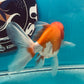 Thai oranda goldfish Two Live Fish ( F + M Pack 2 ) Size 4 + inches Juven