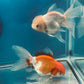 Thai oranda goldfish Two Live Fish ( F + M Pack 2 ) Size 4 + inches Juven