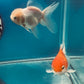 Thai oranda goldfish Two Live Fish ( F + M Pack 2 ) Size 4 + inches Juven