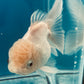 Thai oranda goldfish Two Live Fish ( F + M Pack 2 ) Size 4 + inches Juven