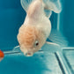 Thai oranda goldfish Two Live Fish ( F + M Pack 2 ) Size 4 + inches Juven