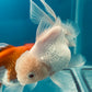 Thai oranda goldfish Two Live Fish ( F + M Pack 2 ) Size 4 + inches Juven