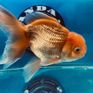 Red White Oranda