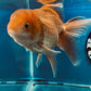 Red White Oranda