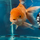 Red White Oranda