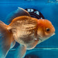 Red White Oranda