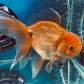 Red White Oranda