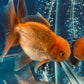 Red White Oranda