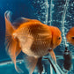 Red White Oranda