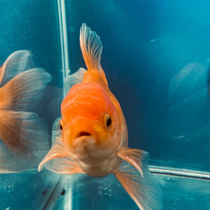 Red White Oranda