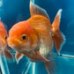 Red White Oranda