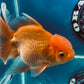 Red White Oranda